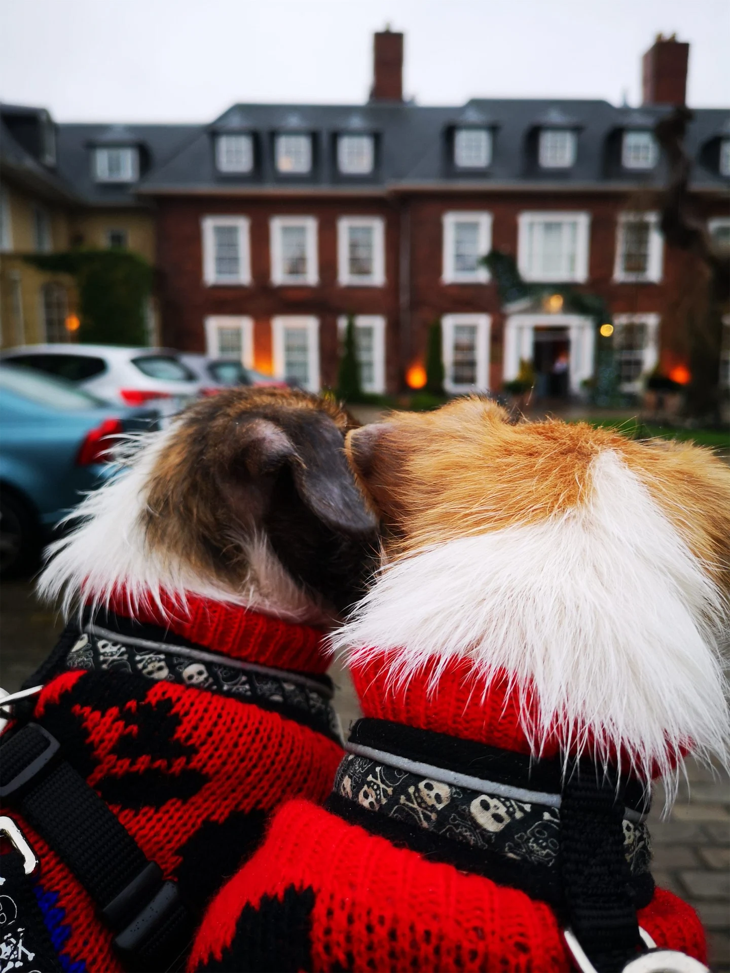 Stop the backlash against fur babies (aka dogs). Right now