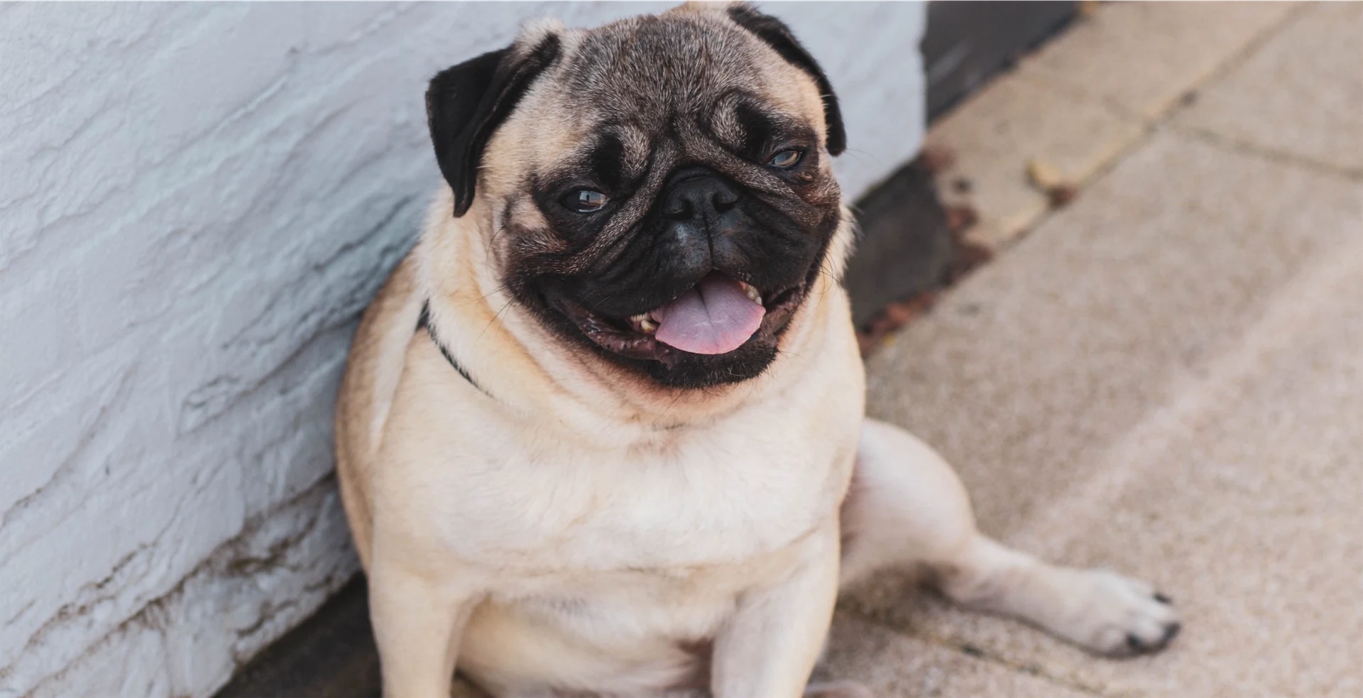 Heatwave: How to protect your pets from heatstroke