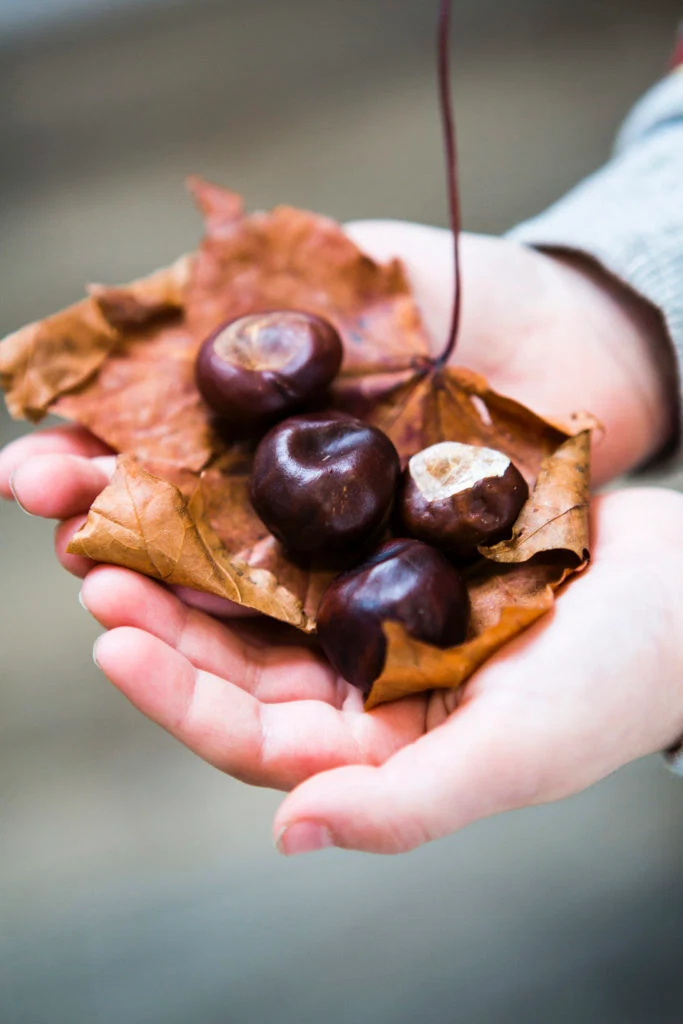 Sligo Sudbury School. Pics: Orla Neligan