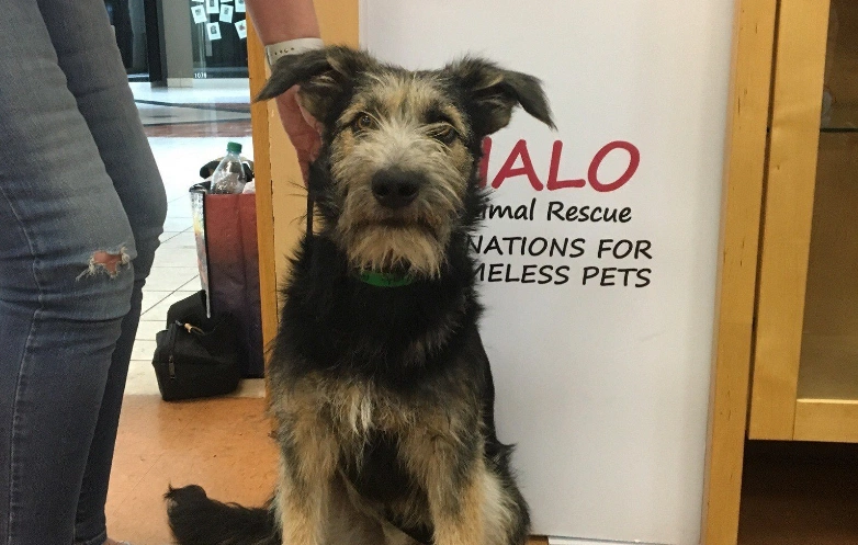 Disney casts rescue dog in live-action remake of ‘Lady and the Tramp’