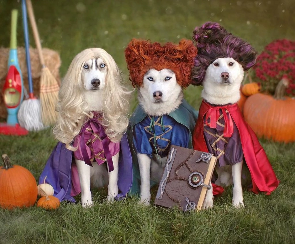 2husketeers-1024x847