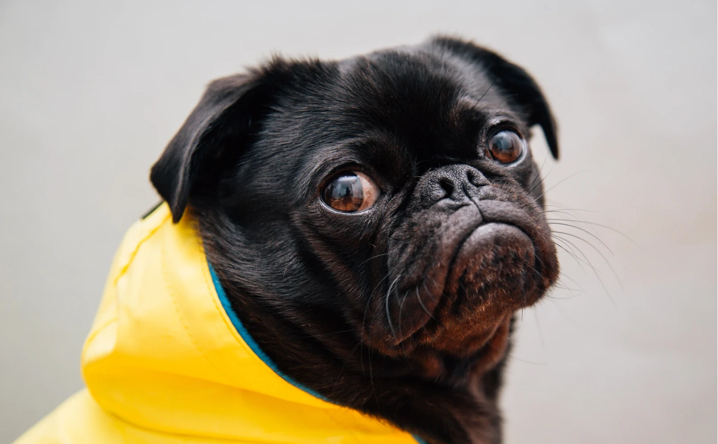 Storm Lorenzo: Keep your dogs calm with this peaceful Spotify playlist