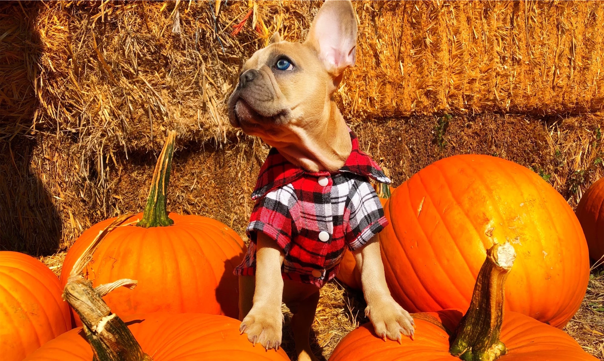 8 Halloween safety tips for dog owners hollie-post-kajqeZieMGI-unsplash
