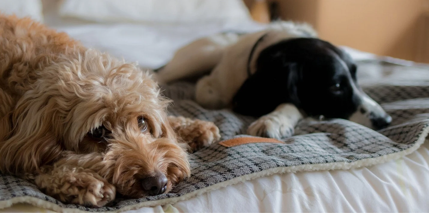 We took an inordinate amount of doggie portraits this year… so here they all are