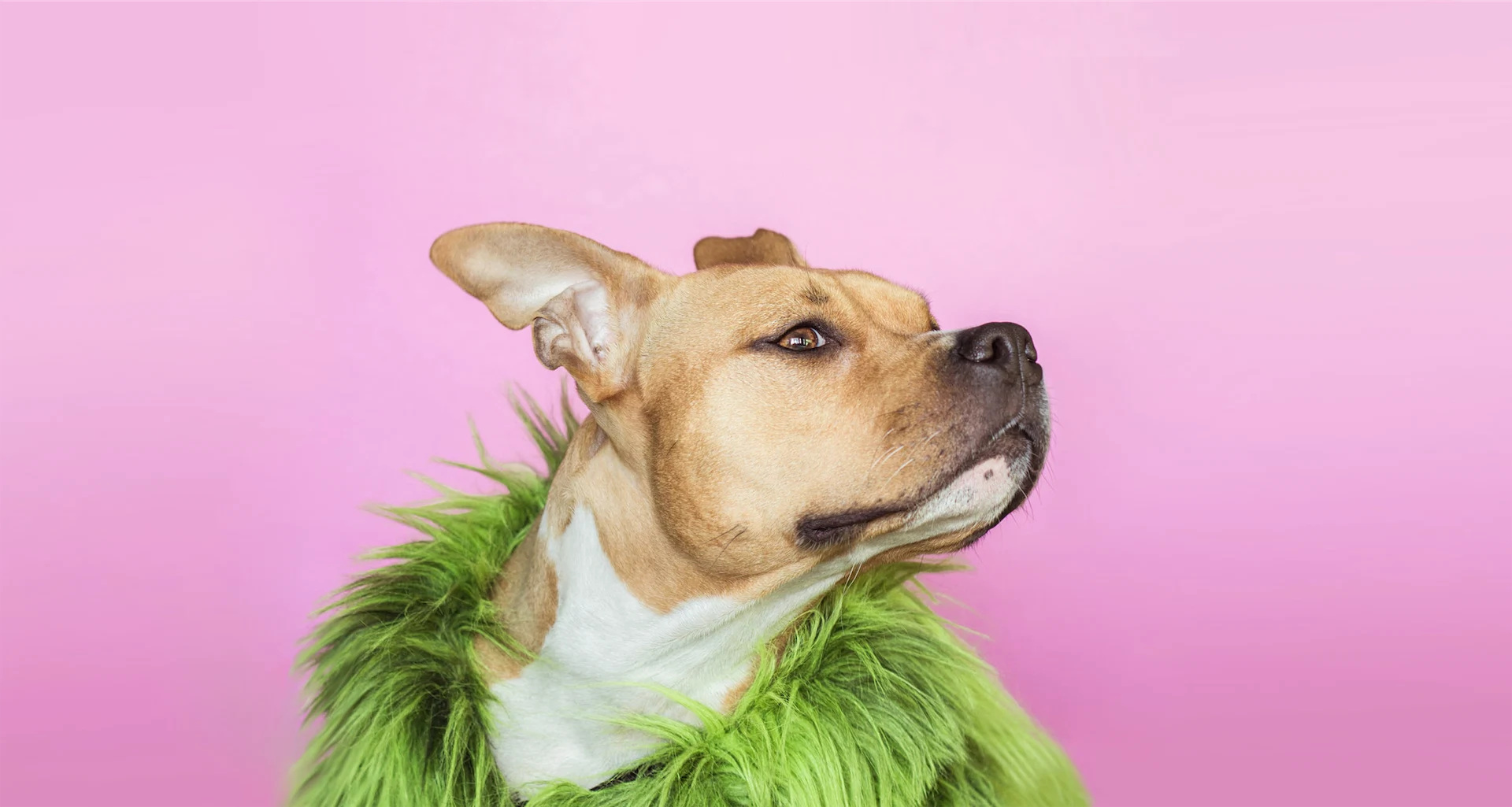 How to get the perfect photo of your pet, according to an Irish pet photographer