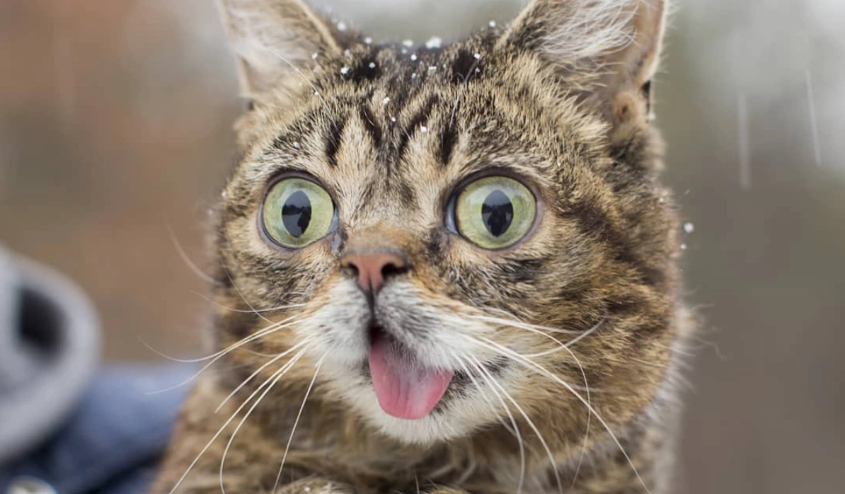 Petfluencers? The dogs and cats earning up to $30K for one Instagram post Petfluencers? The dogs and cats earning up to $30K for one Instagram post