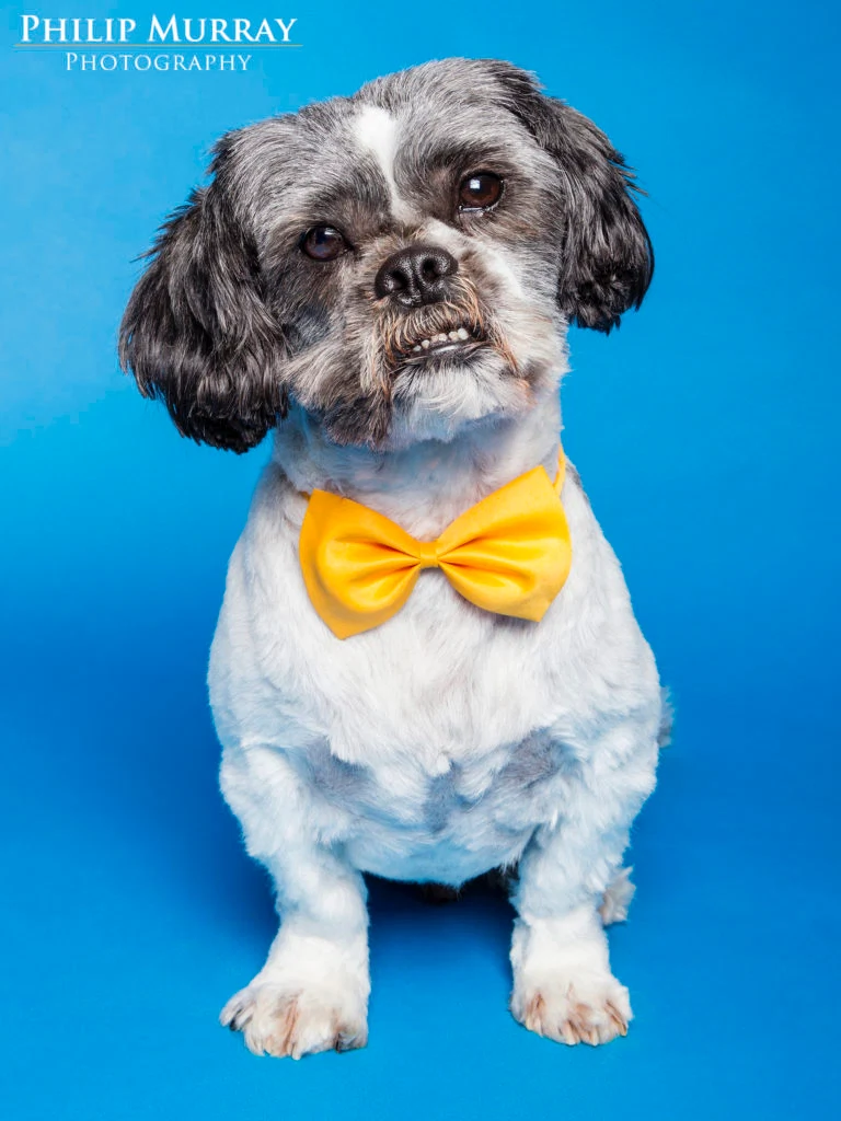 Toto via Philip Murray Photography