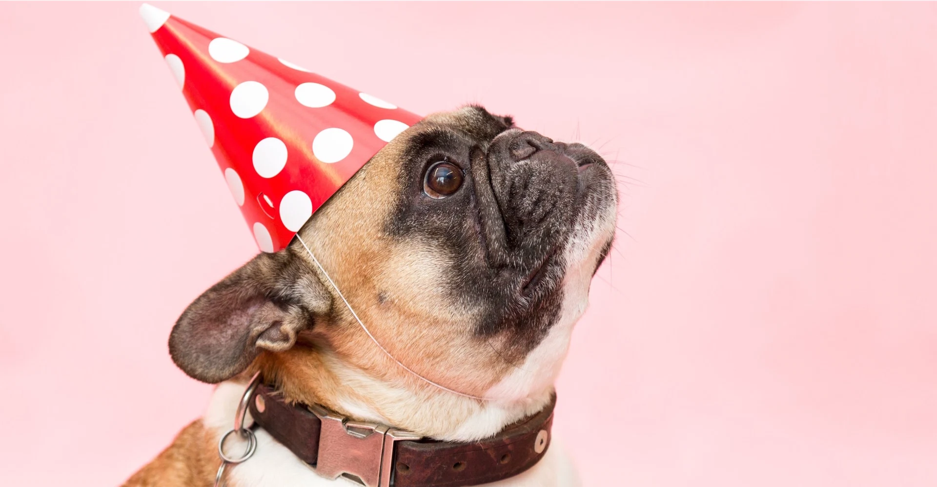 Calling all dog lovers: you can now buy a full range of Christmassy dog treats for your pooch Calling all dog lovers: you can now buy a full range of Christmassy dog treats for your pooch