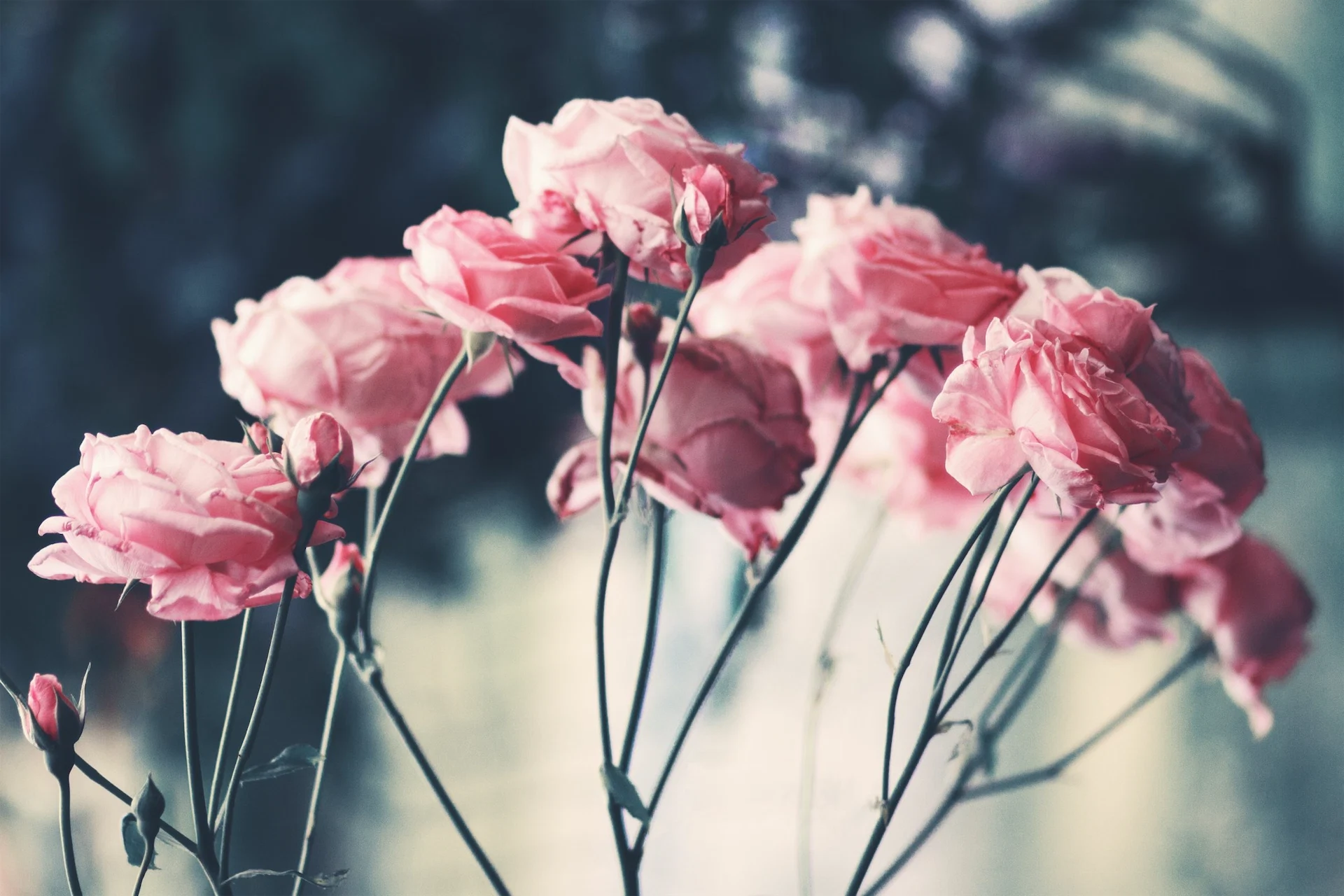 Rose perfumes that strike the perfect floral balance