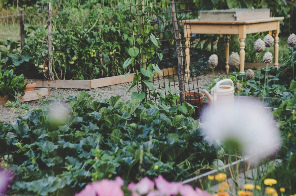 GIY: A beginner’s guide to planting a vegetable garden