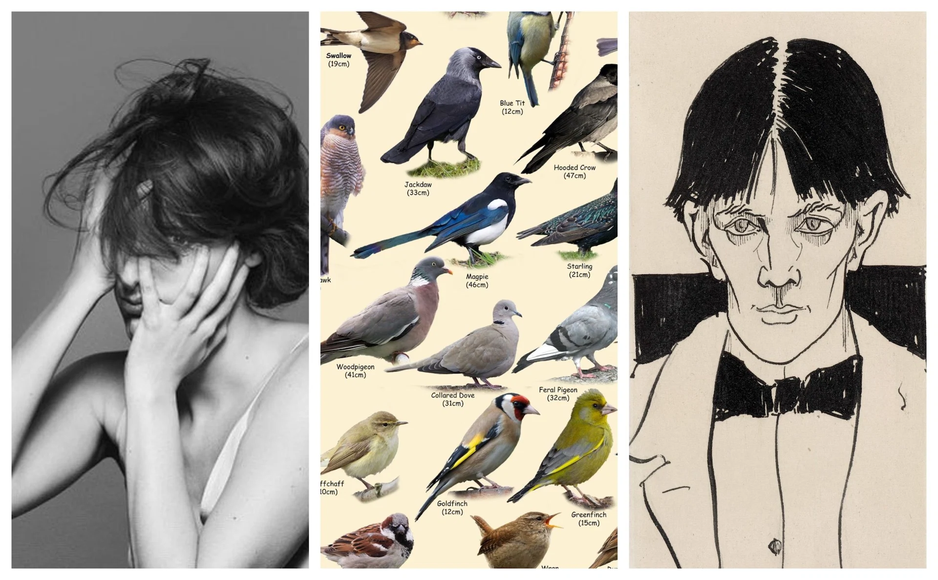 Fleabag Live, birdwatchers bingo & bed with Jarvis Cocker: your Easter quarantainment guide