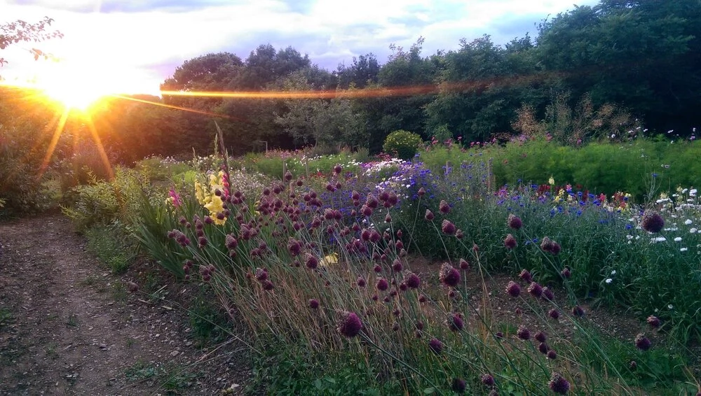 These are the best bee-friendly flowers to plant right now