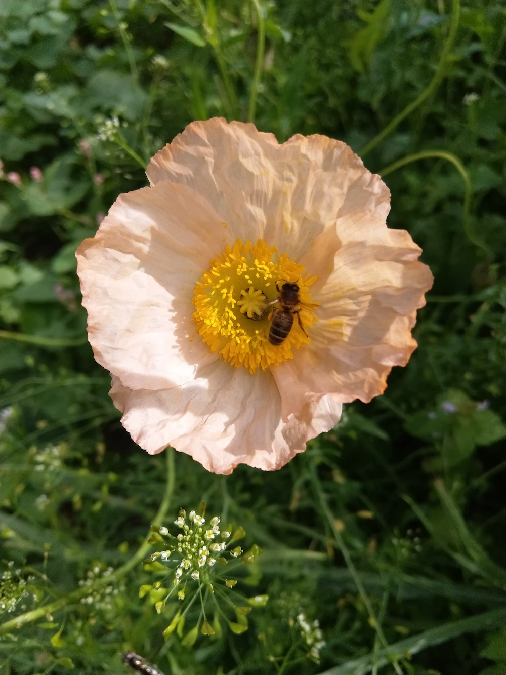 Iceland poppies bee friendly flowers by Britta Baronwsky