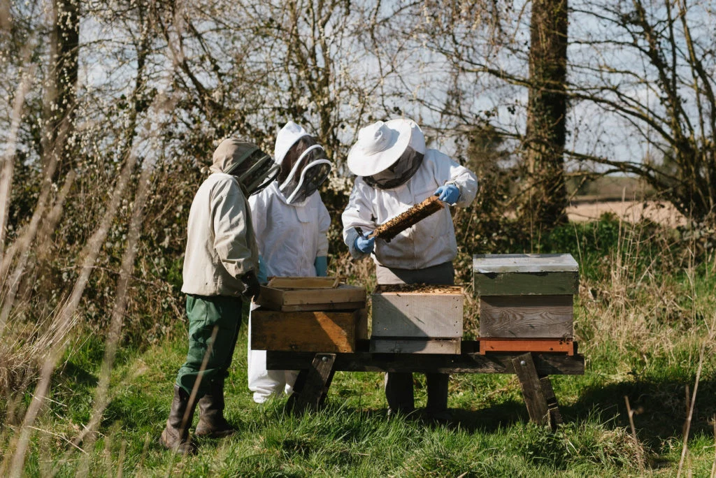 Millbee Ruth Connolly honey bee