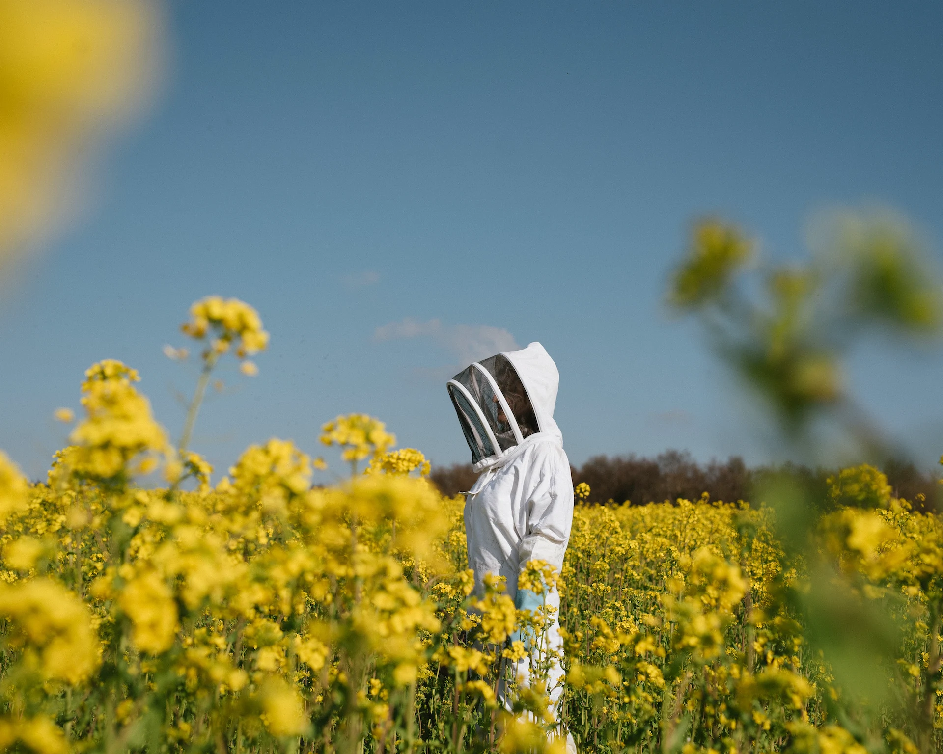 Millbee Ruth Connolly honey bee