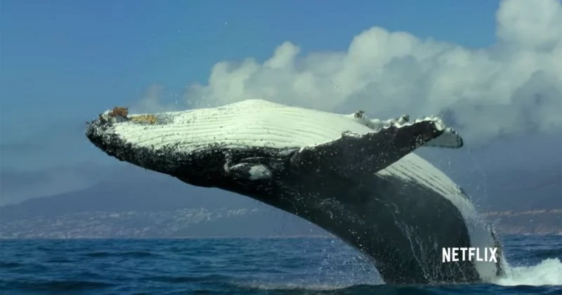 5 Netflix documentaries to watch during COP26