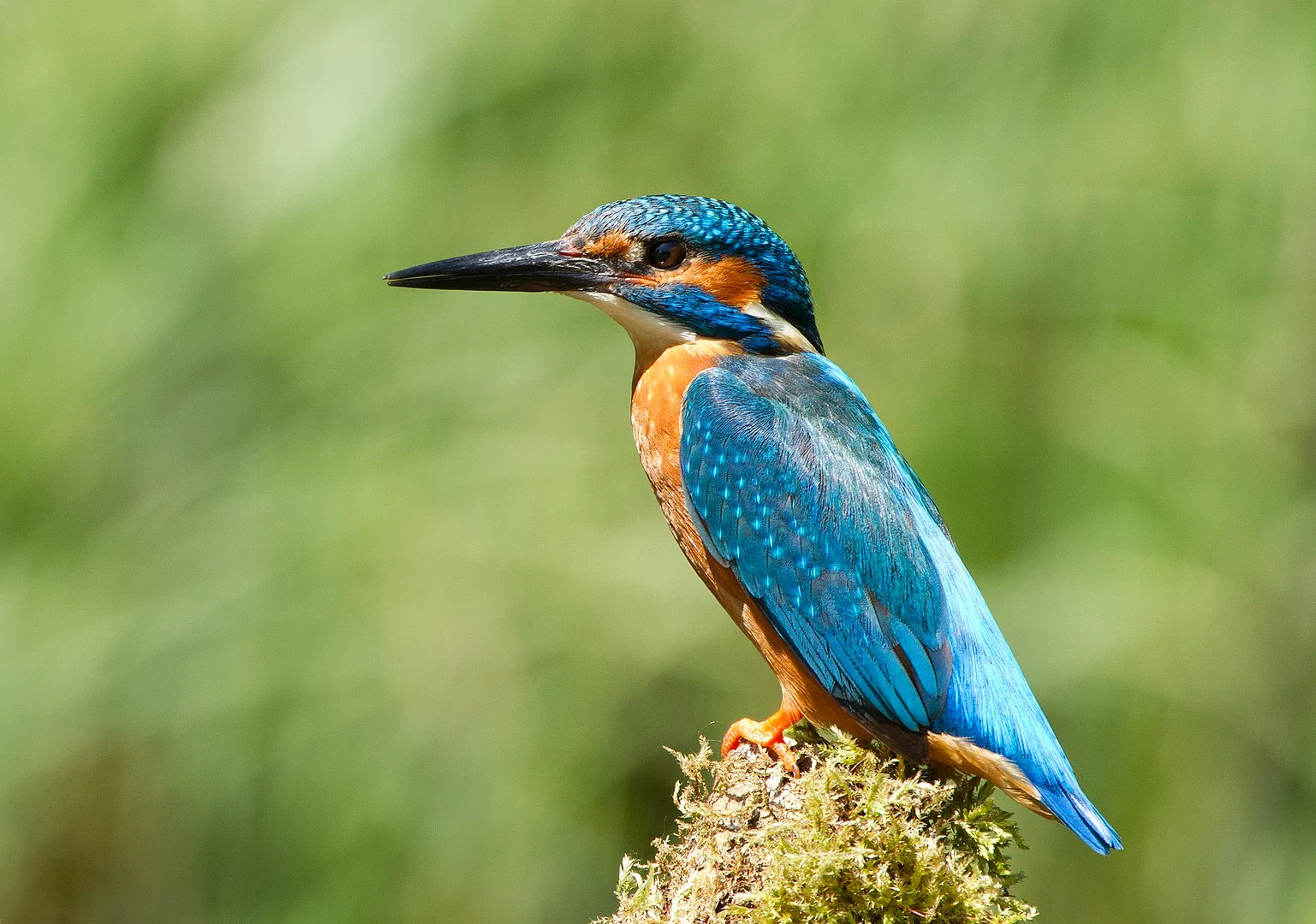Shazam for birdsong, nest-cams and virtual Chelsea Flower show; we’ve Mother Nature covered