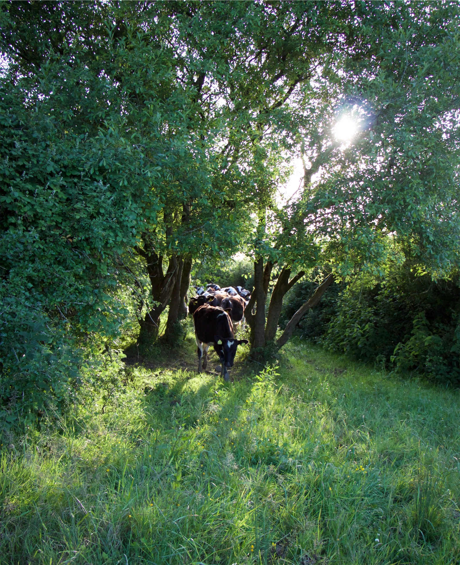 Irish farm life