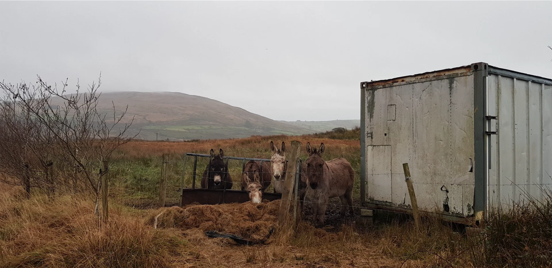 Local donkeys Liadain Aiken
