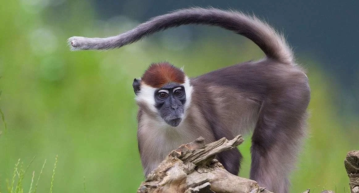 Dublin Zoo to reopen to the public today with visitor restrictions