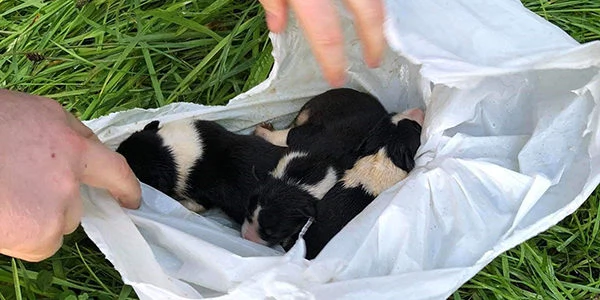ISPCA launch appeal after three puppies found in a plastic bag dangling over river