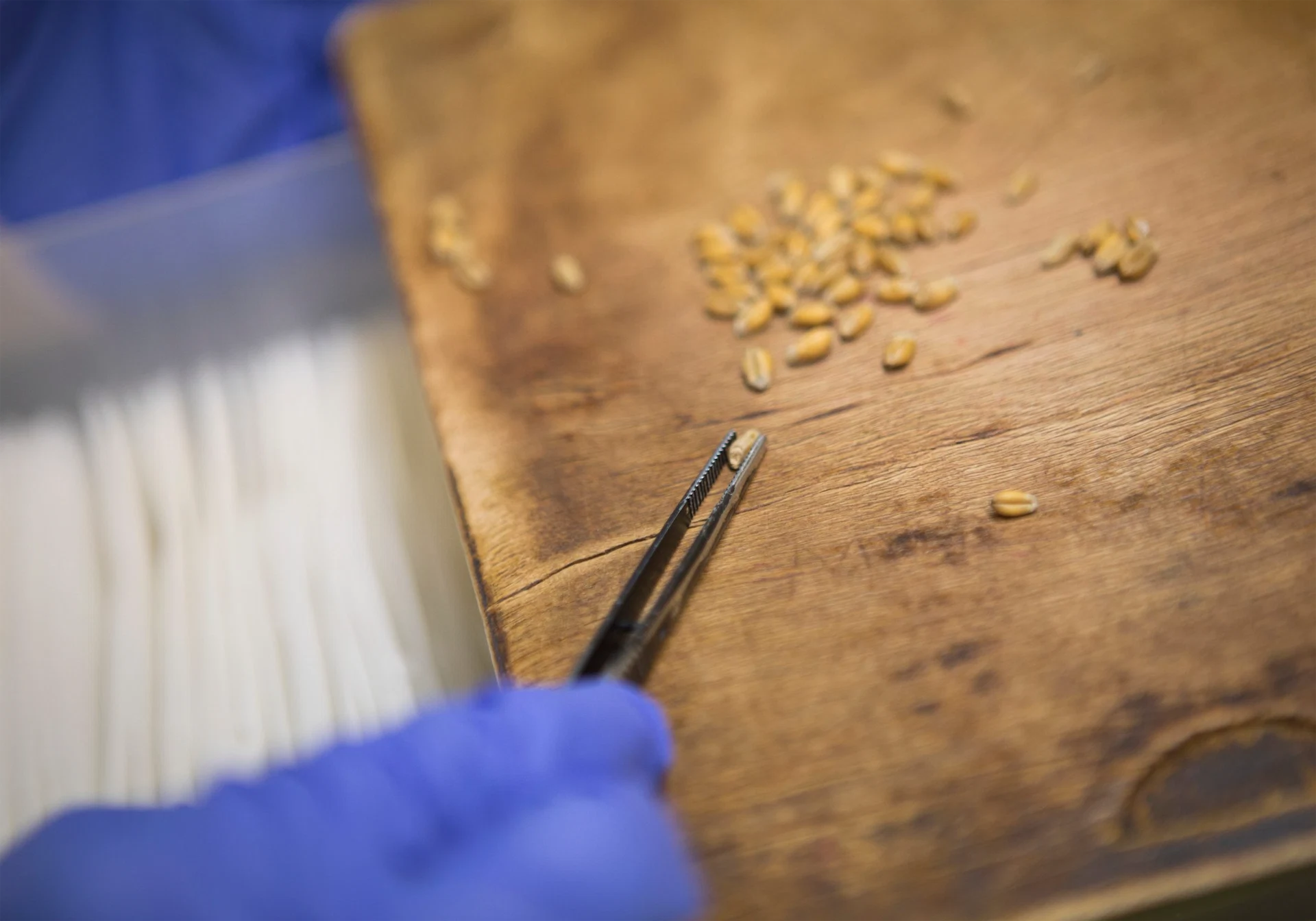 Mysterious seeds are being posted to random homes around the world. Here’s everything we know Mysterious seeds are being posted to random homes around the world. Here’s everything we know