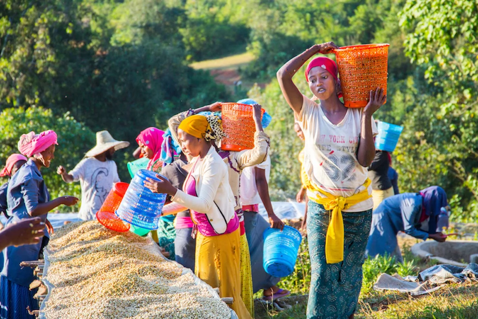 Moyee Coffee set out to create a coffee company that could provide a lot more value to coffee-growing countries and that could also ensure that the farmers could rightly earn a living income from their beans.