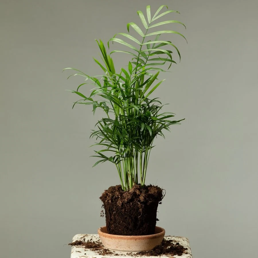 Parlour Palm, €15, Clay