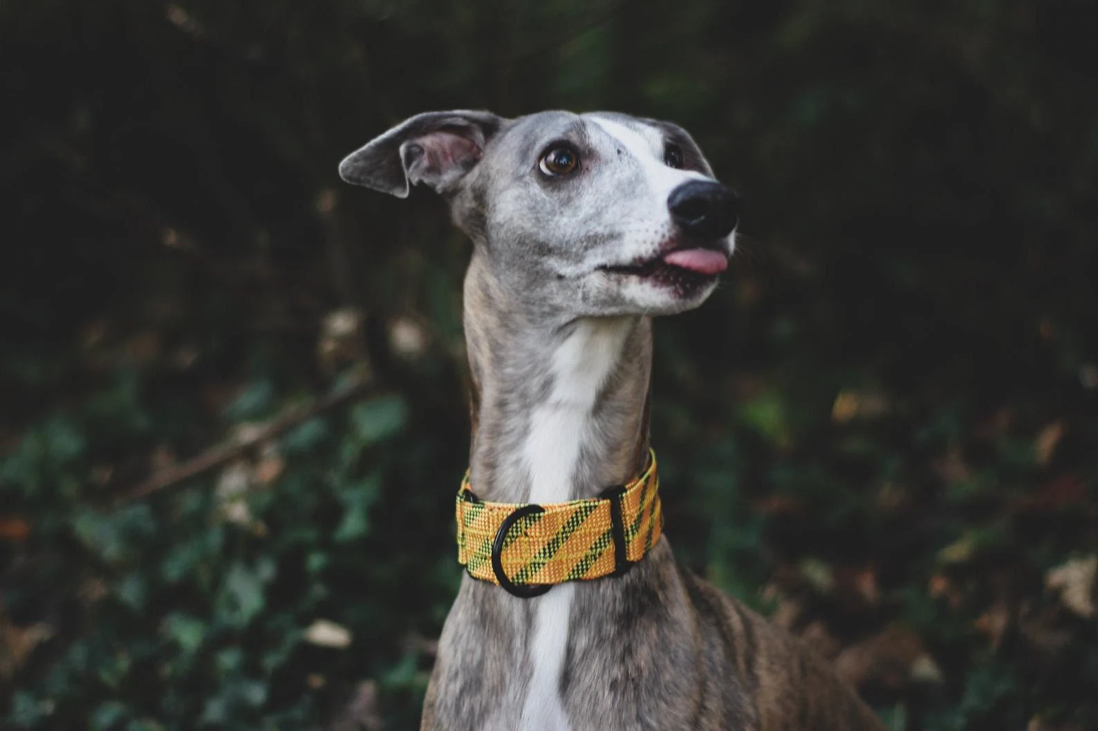 Martingale collar, €35.54, HikerHoundsNI