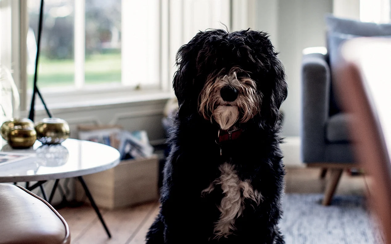 Inside the Booterstown home and workspace of Nordic Elements’ Helle Moyna