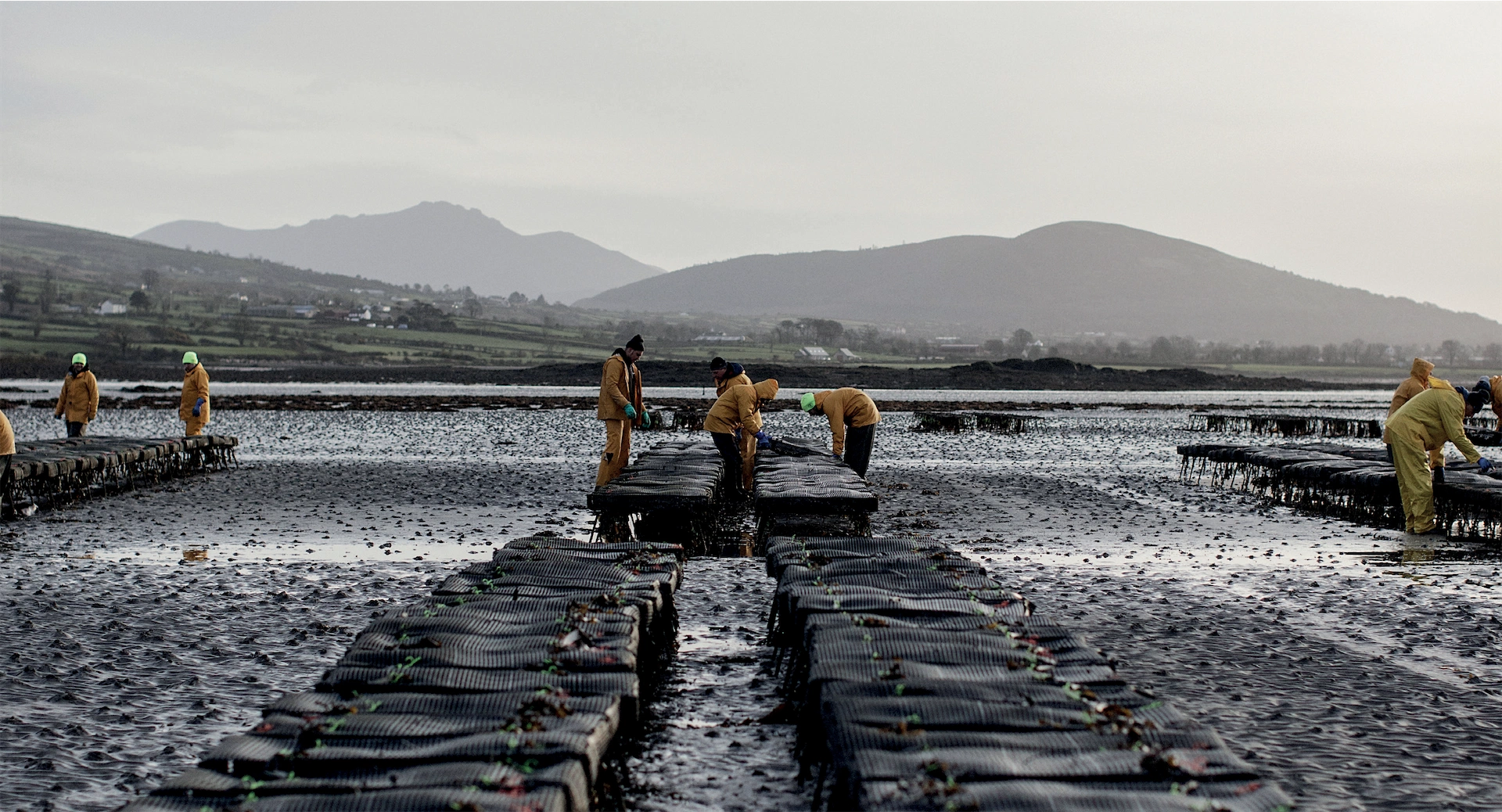 Why are Irish oysters so special? We visit Carlingford Lough to find out