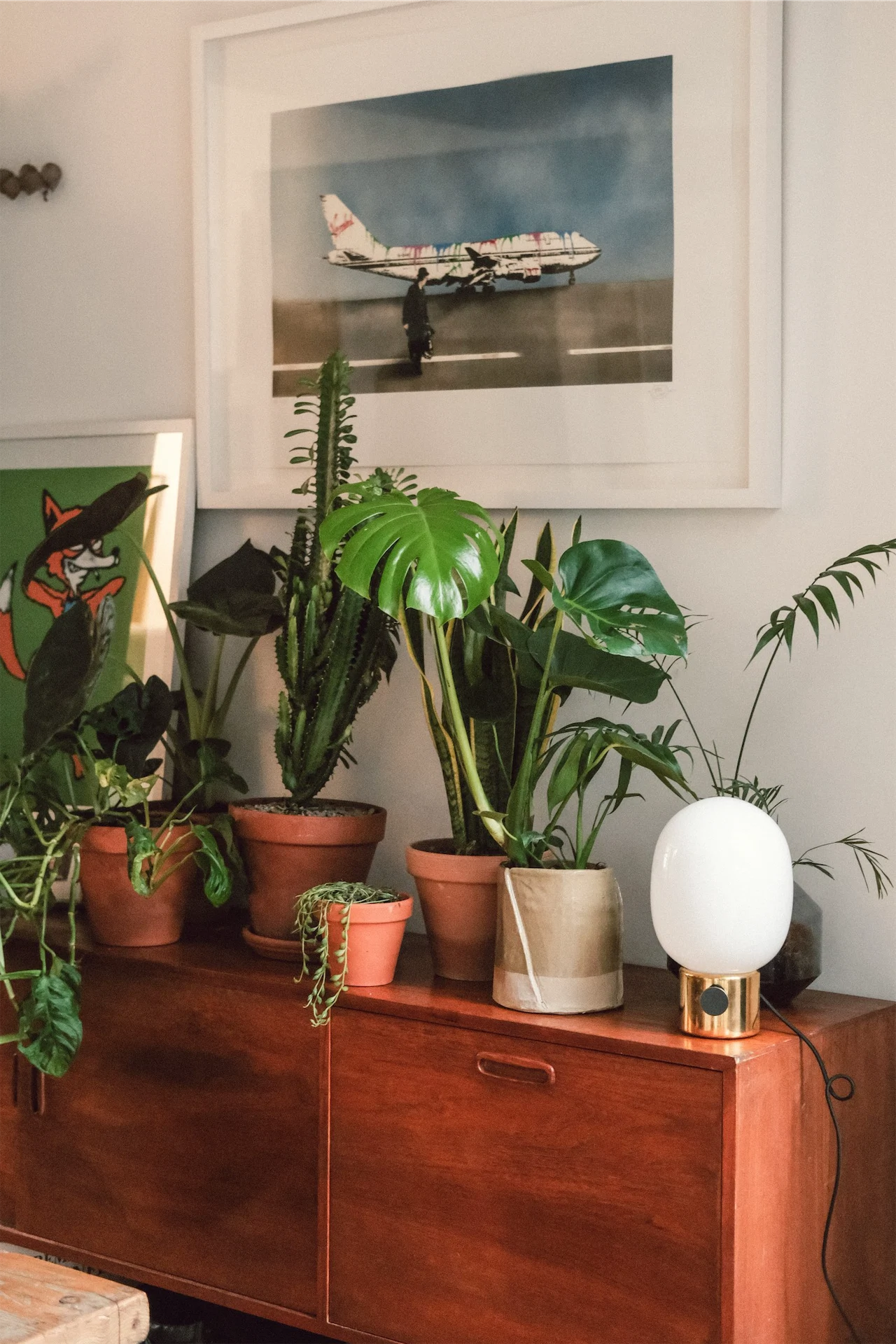 expert houseplant tips