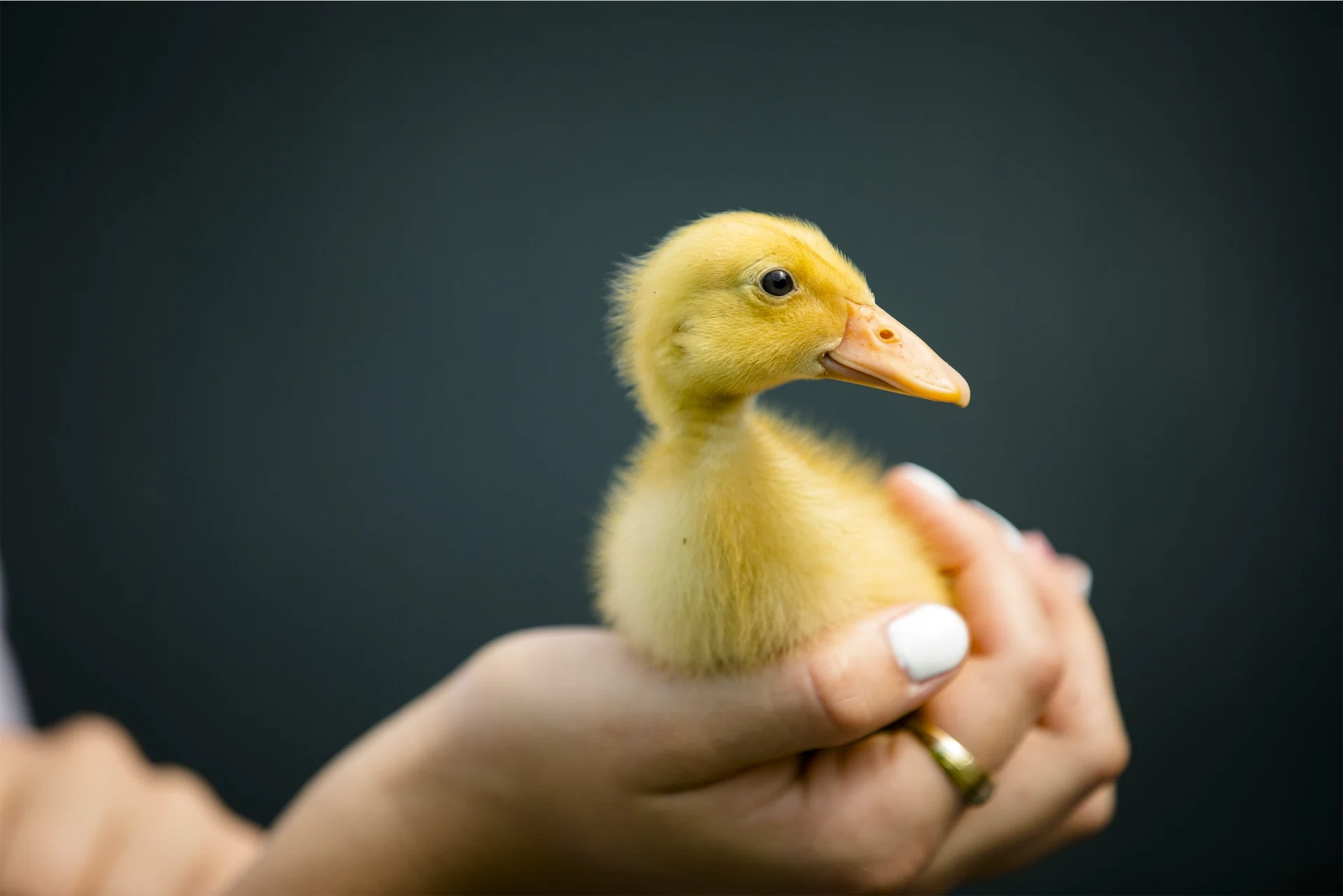 The online duckling craze highlights the dark underside of social media