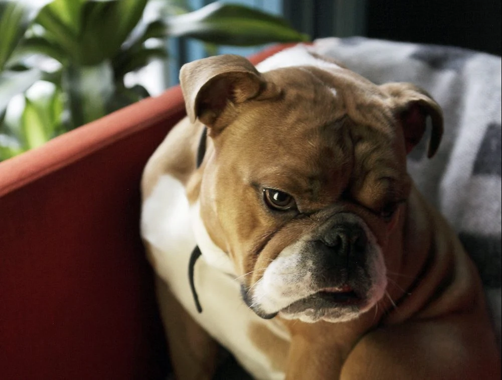 Need some light relief? Here are some of our favourite dogs photographed in IMAGE Interiors