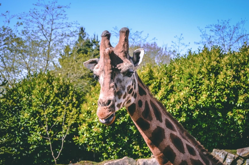 ‘We went to the zoo today – and life felt deliciously normal’ ‘We went to the zoo today – and life felt deliciously normal’