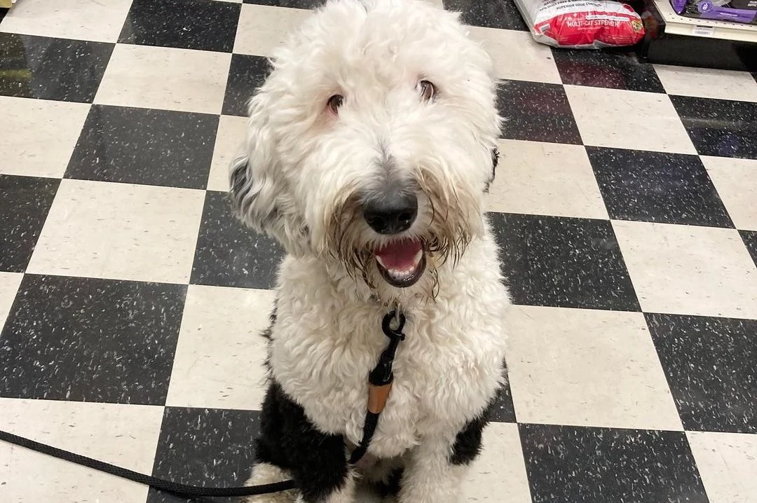 Meet Bunny, the dog that can actually ‘talk’ with humans Meet Bunny, the dog that can actually ‘talk’ with humans