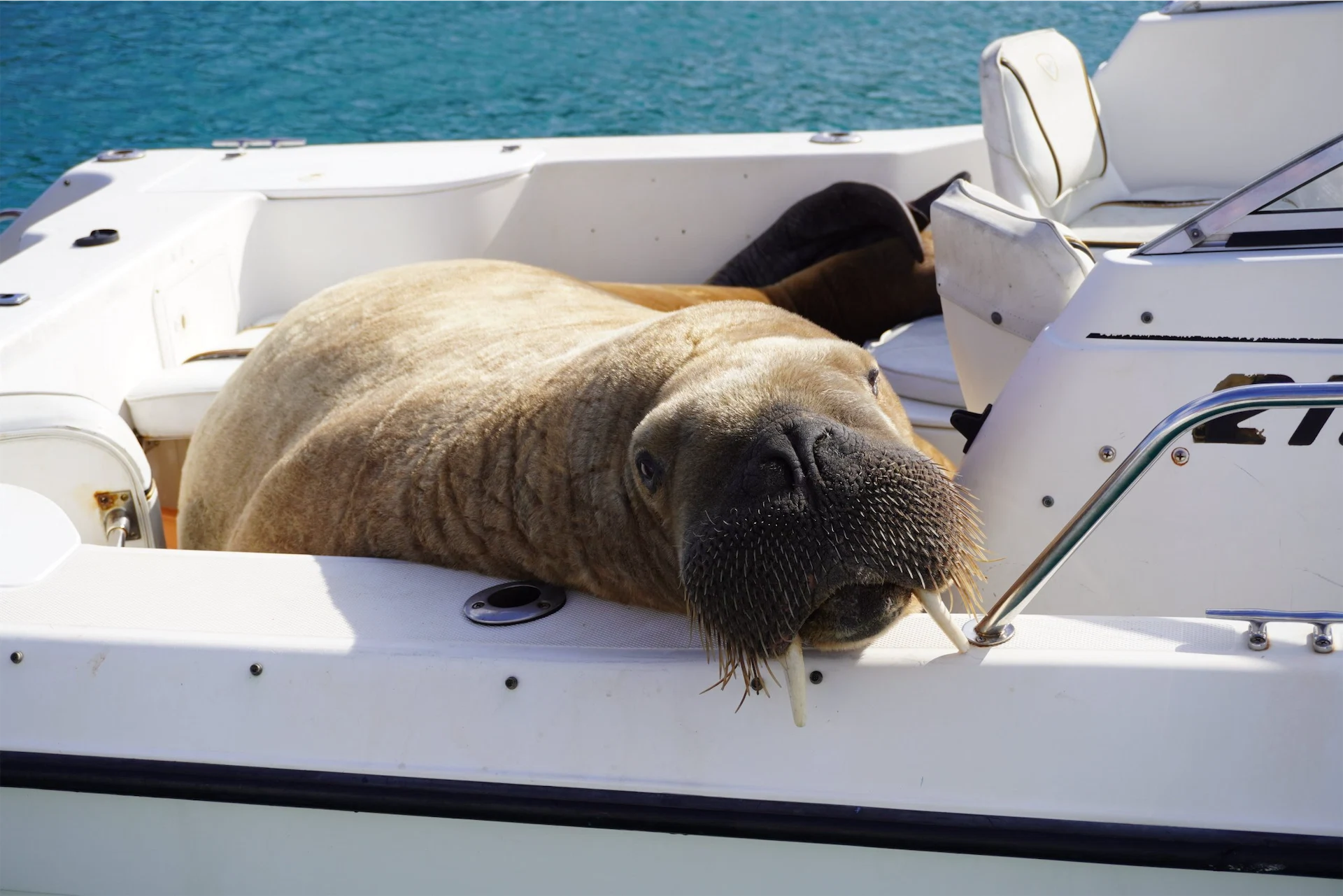 Wally the walrus swaps Ireland for Iceland
