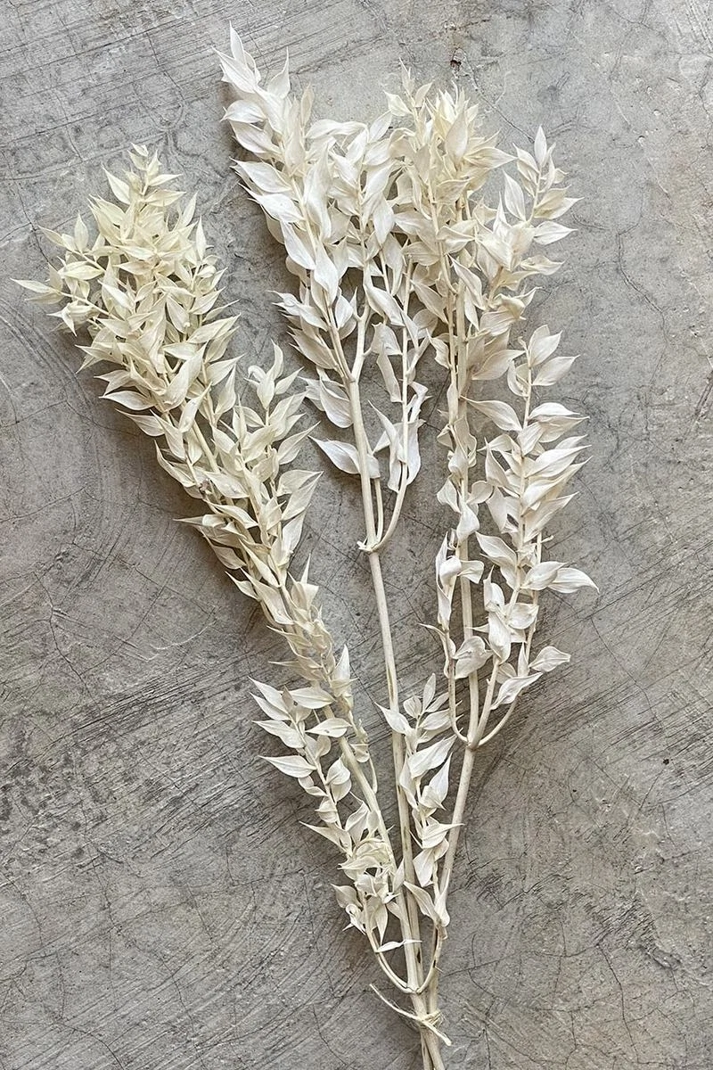 Dried Ruscus flowers, €15, April and the Bear