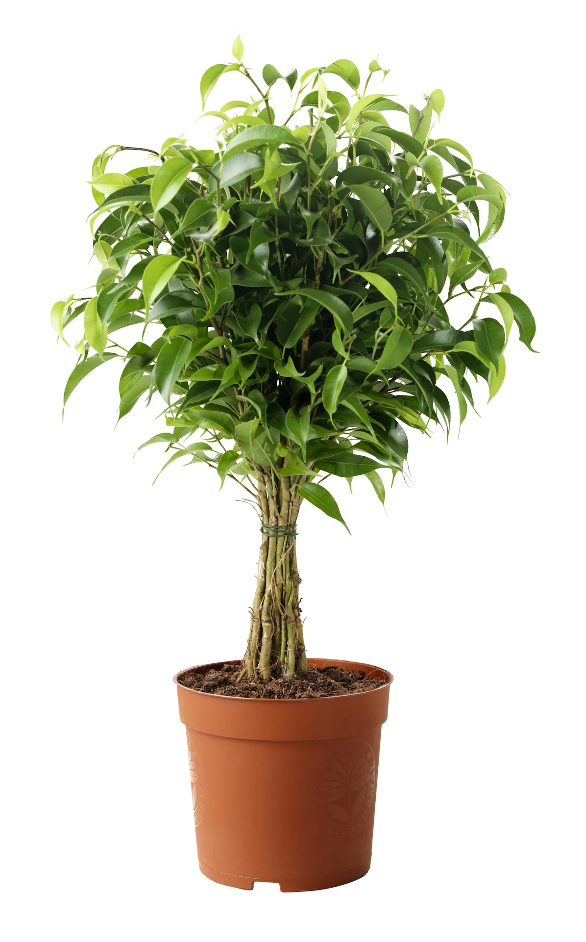 Ficus Benjamina ‘Natasja' potted plant, €9