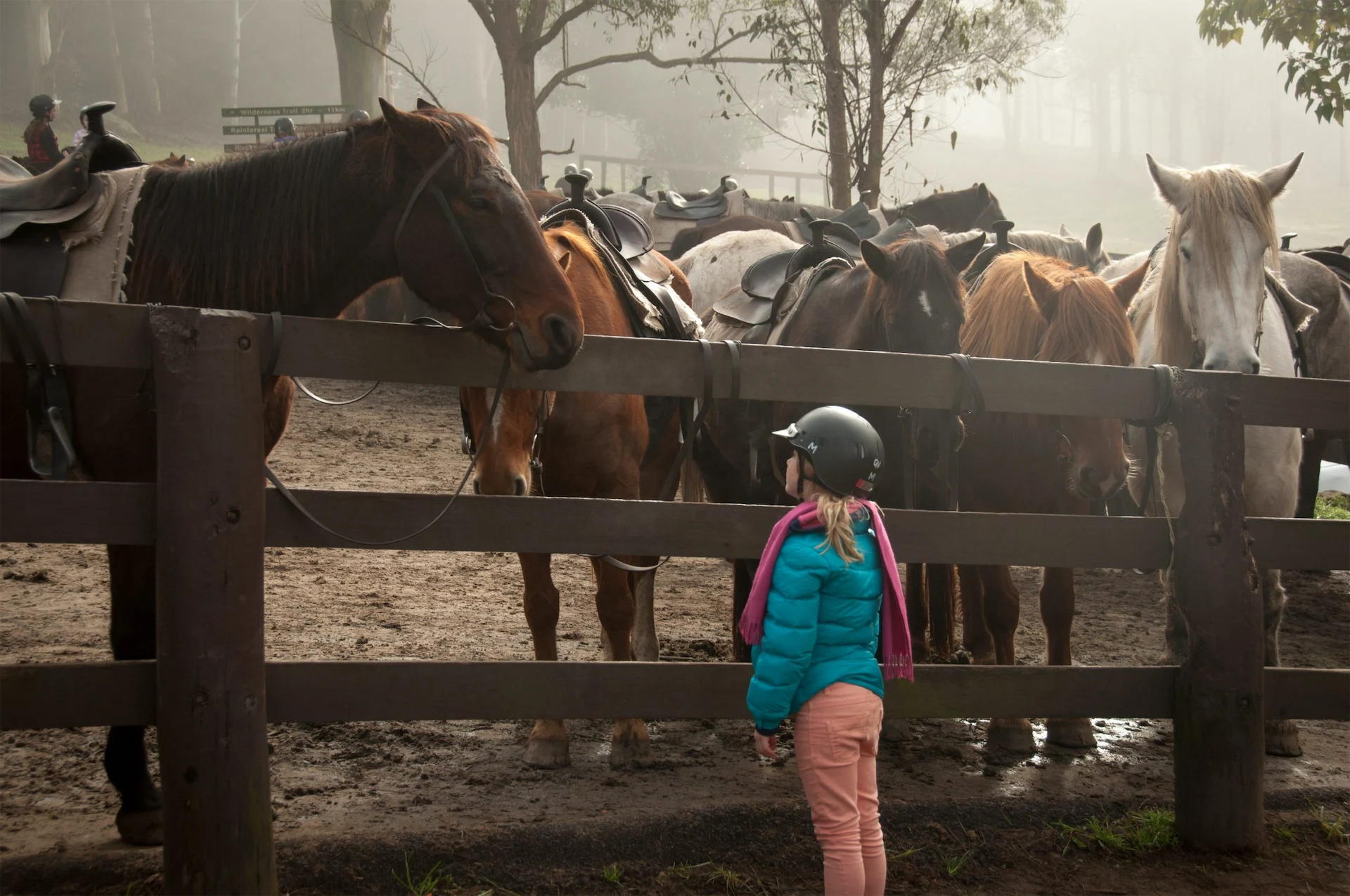 young girl looking at horses