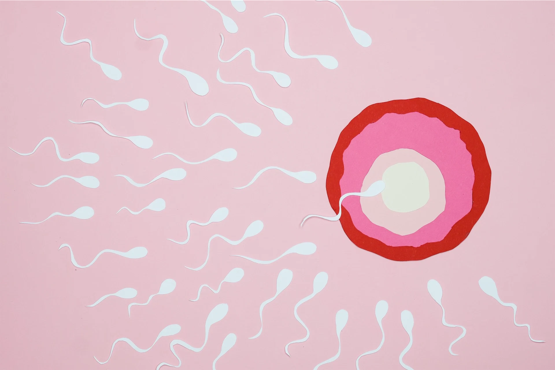 illustration of sperm swimming toward an egg