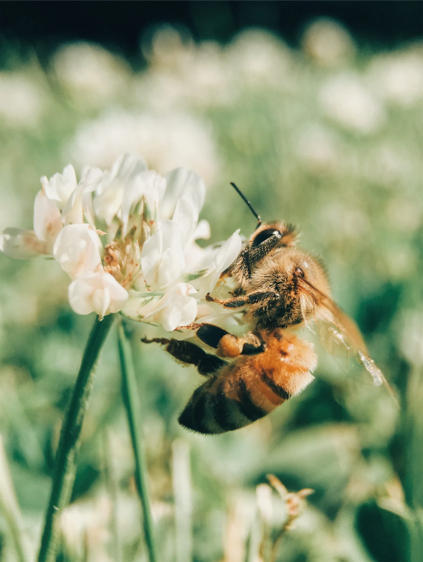 Simple ways to make your garden more biodiverse from garden designer Jane McCorkell