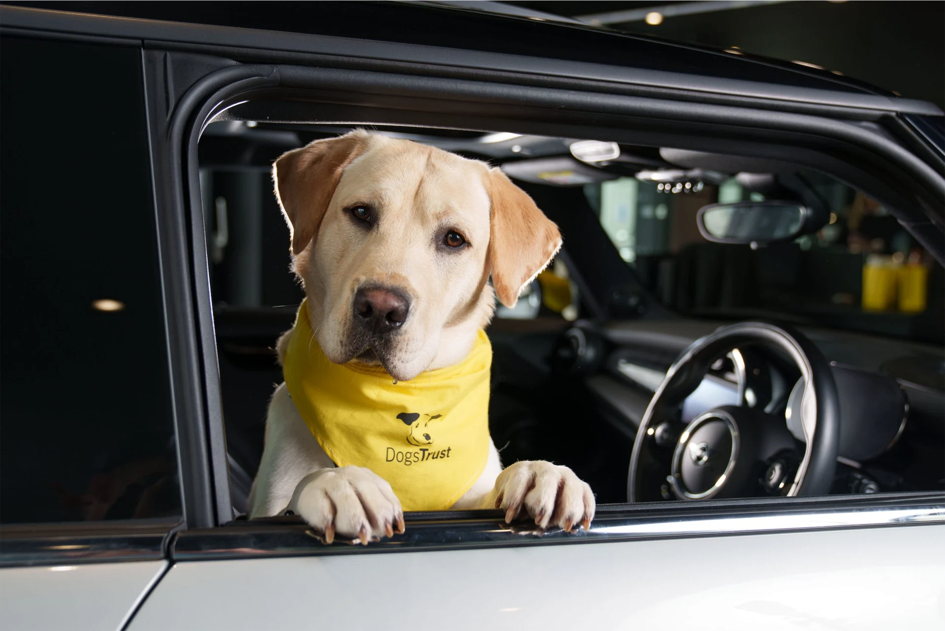 Driving with dogs: MINI Ireland announces a “paw-fect” partnership with Dogs Trust