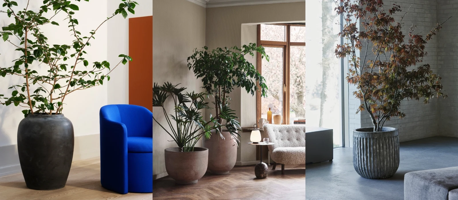 Indoor trees: the expert guide to keeping them in Irish homes