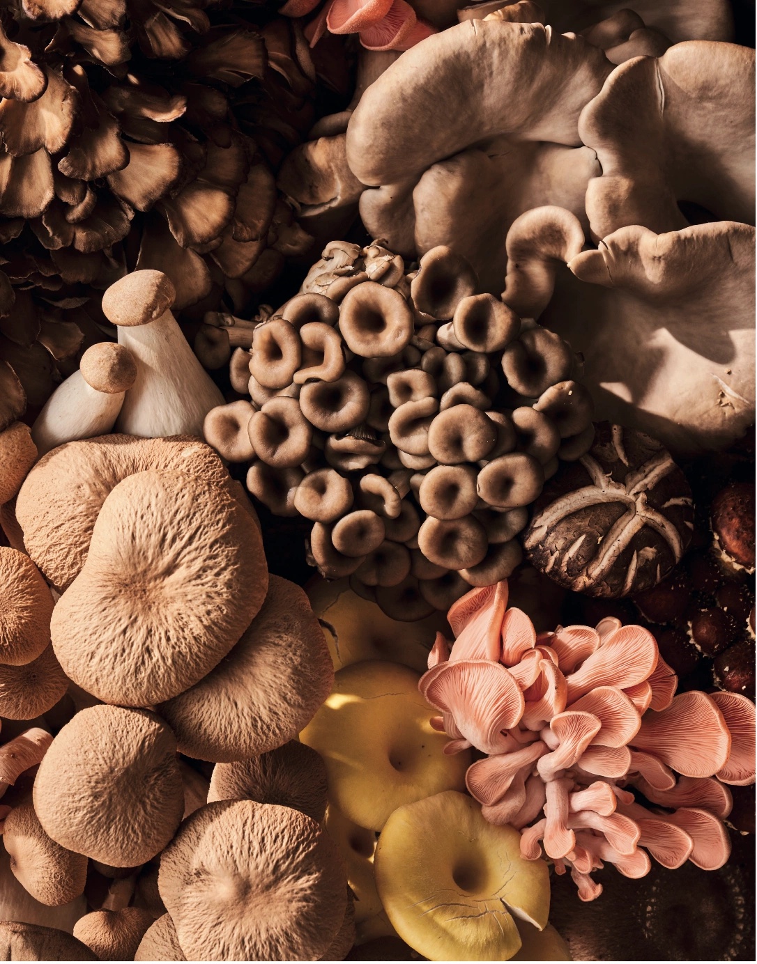 Much ado about mushrooms: inside the fungi revolution