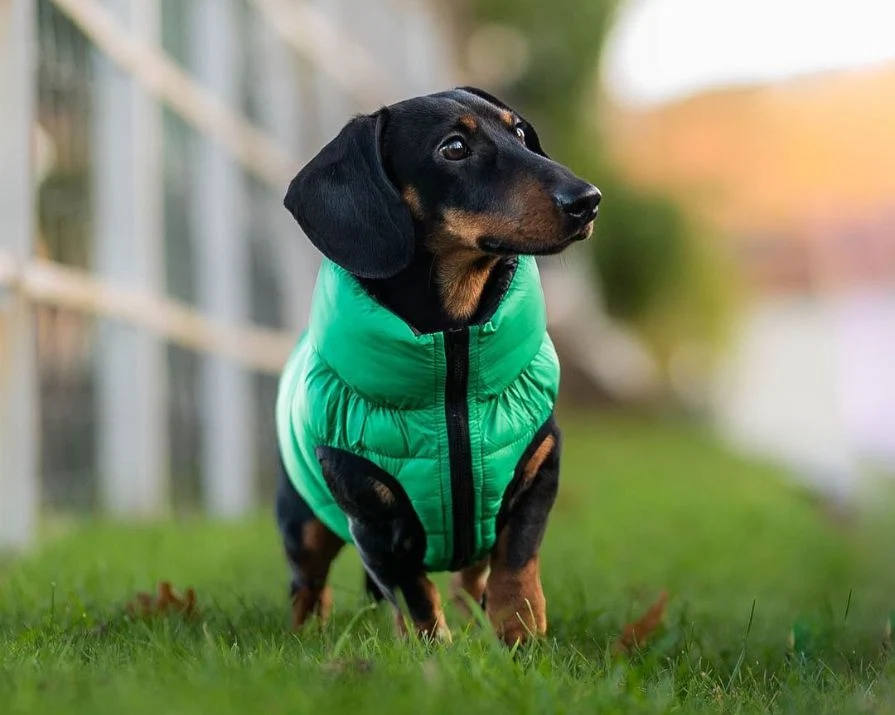WIN your four-legged friend €100 worth of premium Irish dog clothing