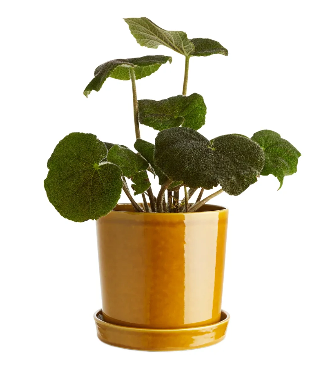 Stoneware pot, €49, Arket