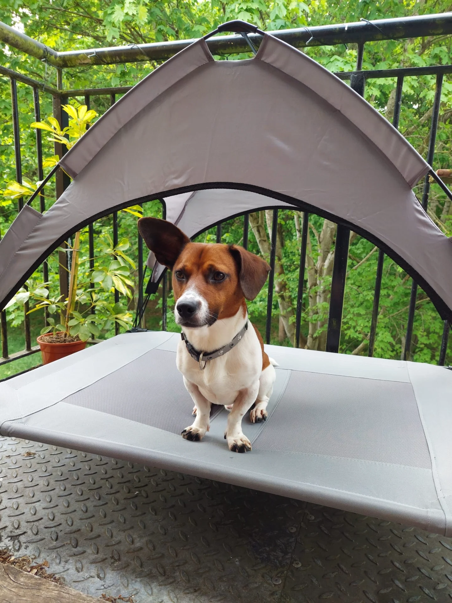 dog friendly ireland