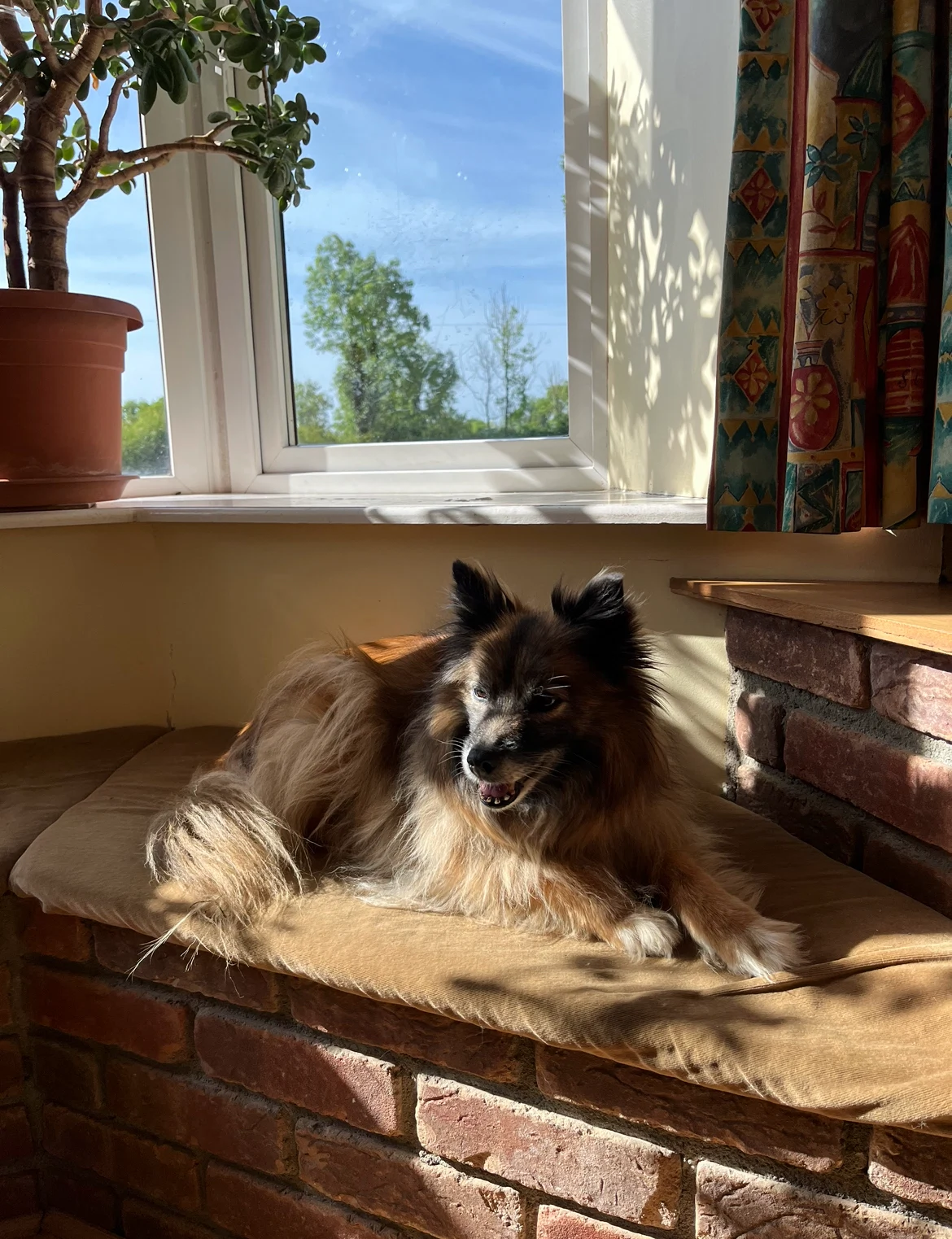 dog friendly ireland