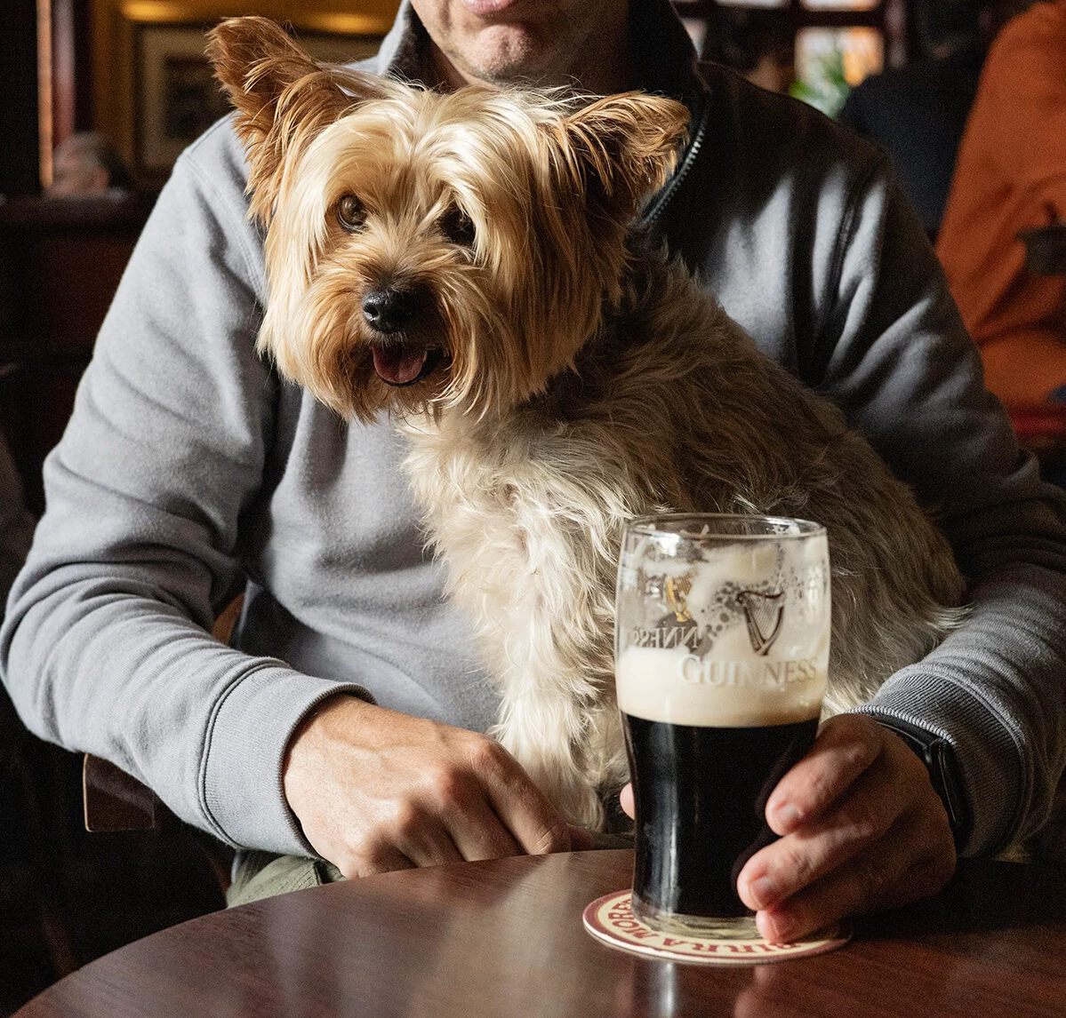 dog friendly ireland